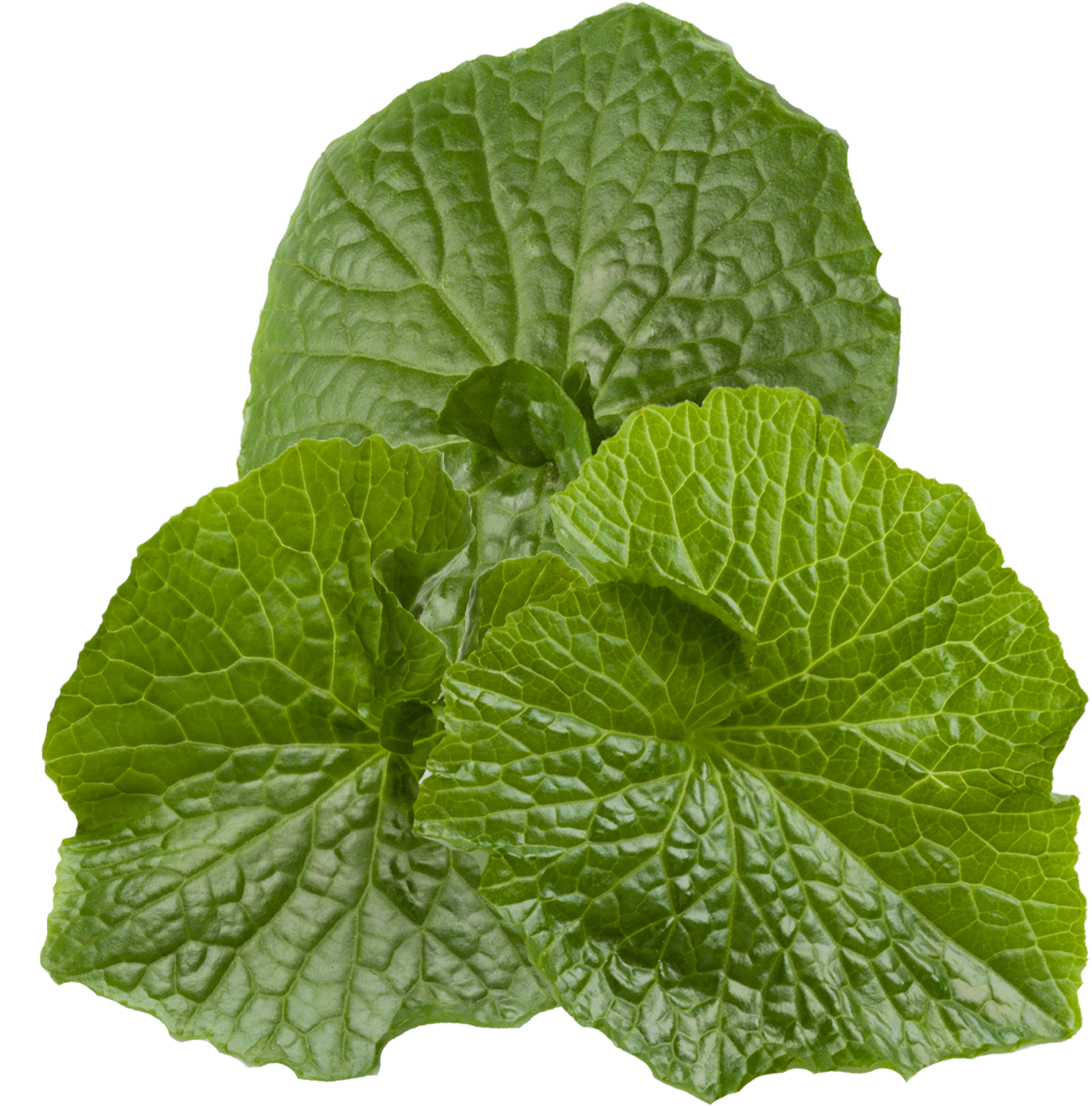 wasabi leaf bundle