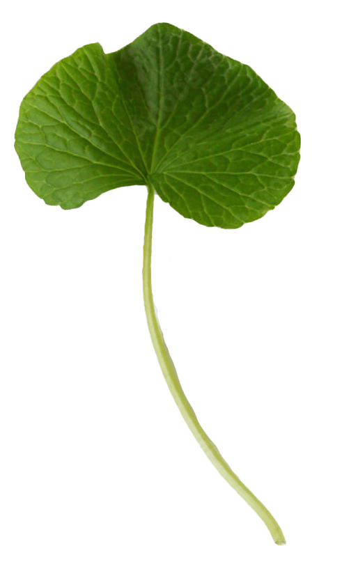 Wasabi Leaf 1