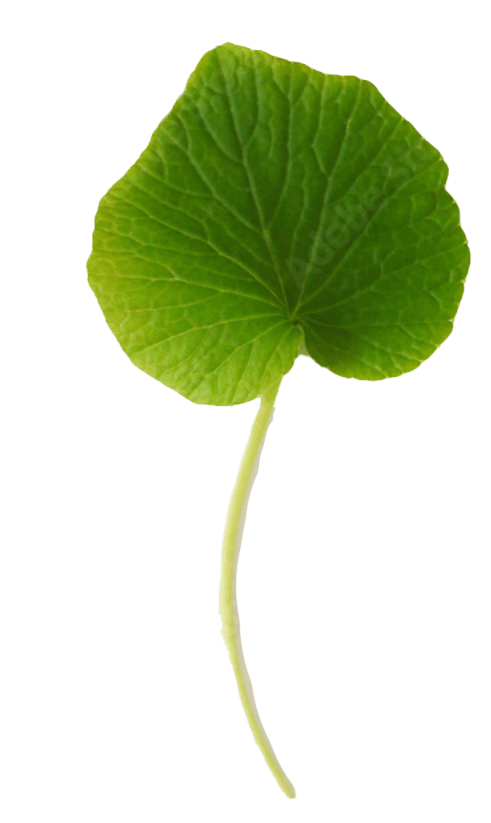 Wasabi Leaf 3