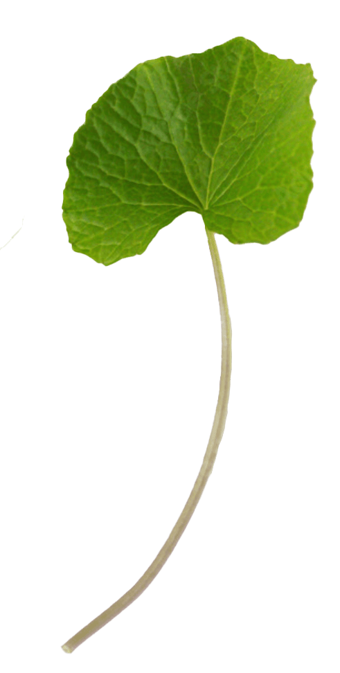 Wasabi Leaf 2
