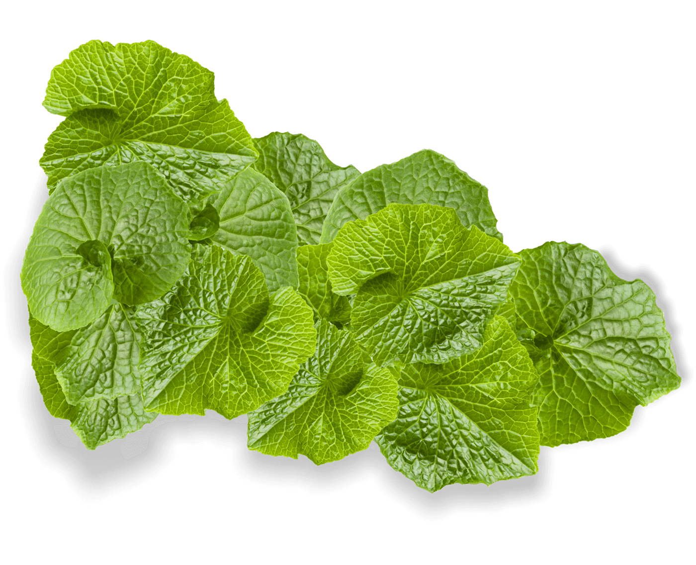 Wasabi Leaf group