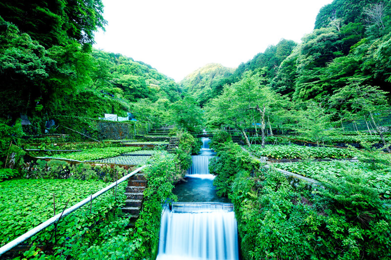 Kameya wasabi farm