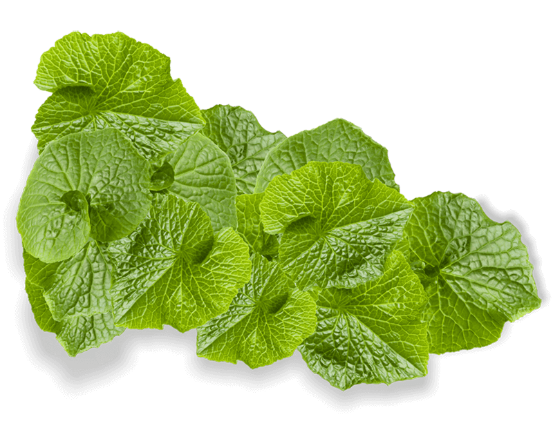 Leaf bundle