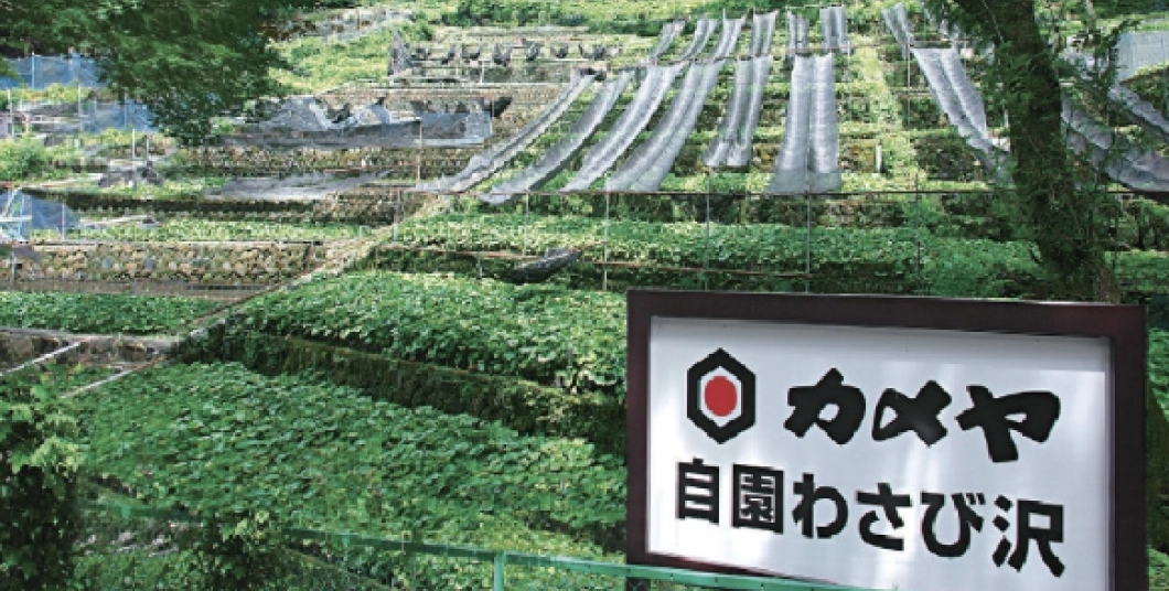 伊豆天城杉本わさび沢