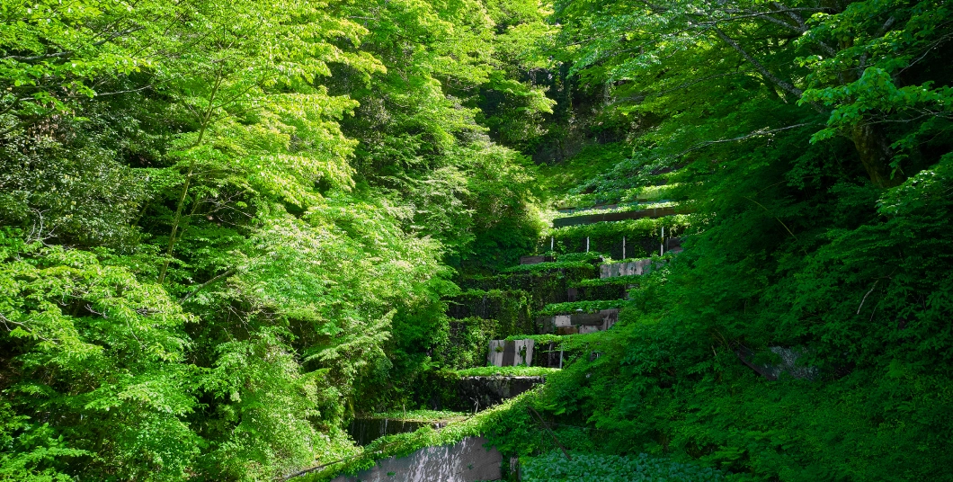 伊豆天城与市坂わさび沢