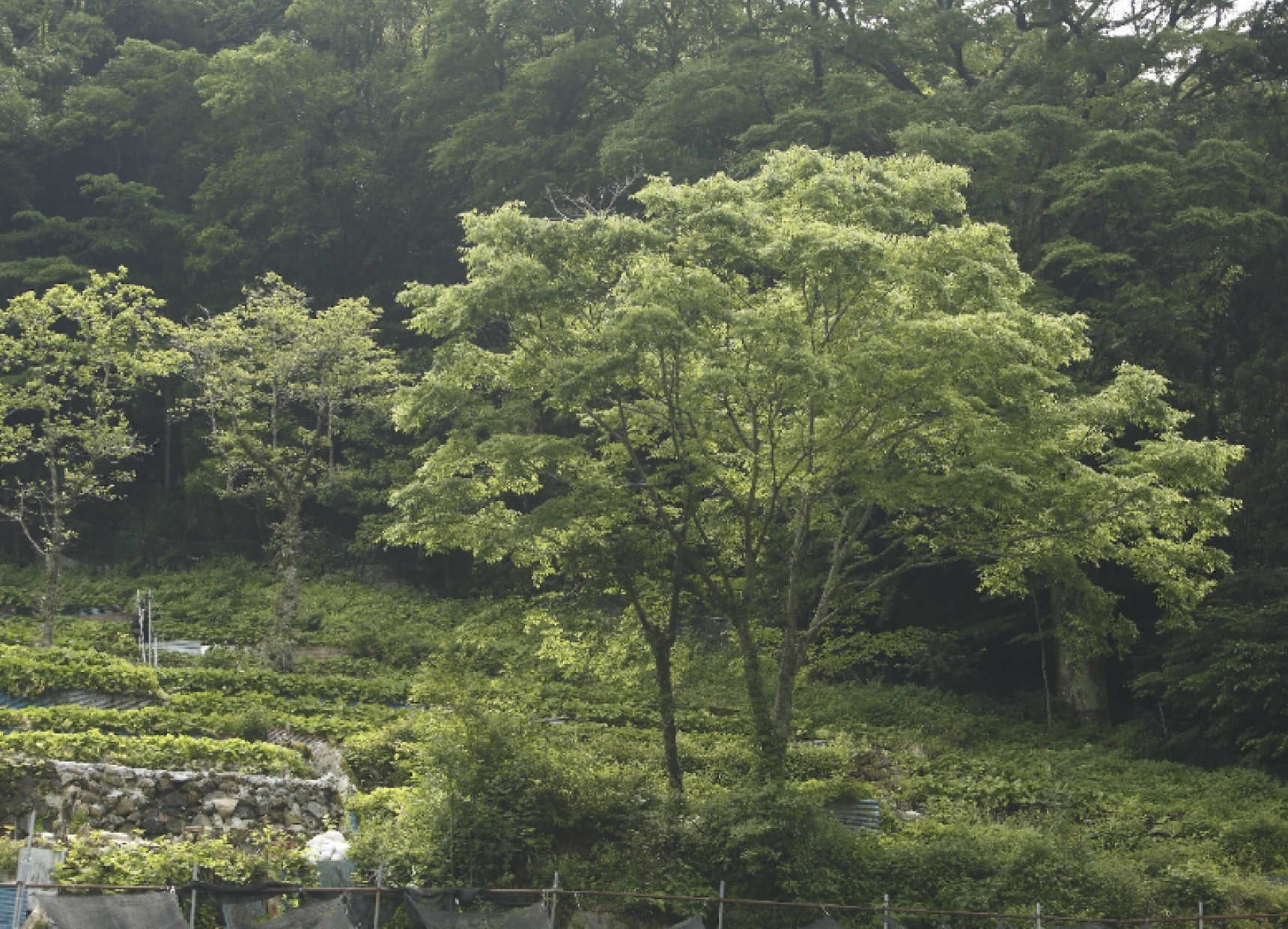 わさび沢の風景