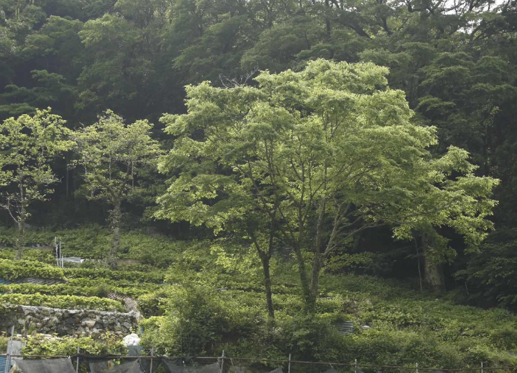 わさび沢の風景